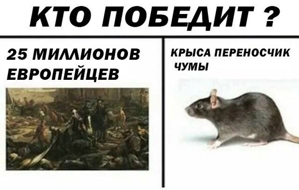 Обработка от грызунов крыс и мышей в Краснодаре