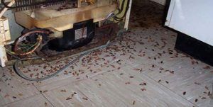 Поморить тараканов в квартире в Краснодаре, цены