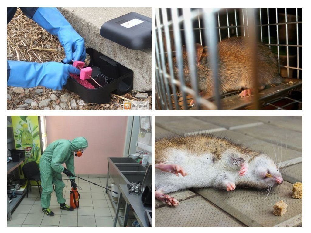 Фирма по уничтожению грызунов, крыс и мышей в Краснодаре