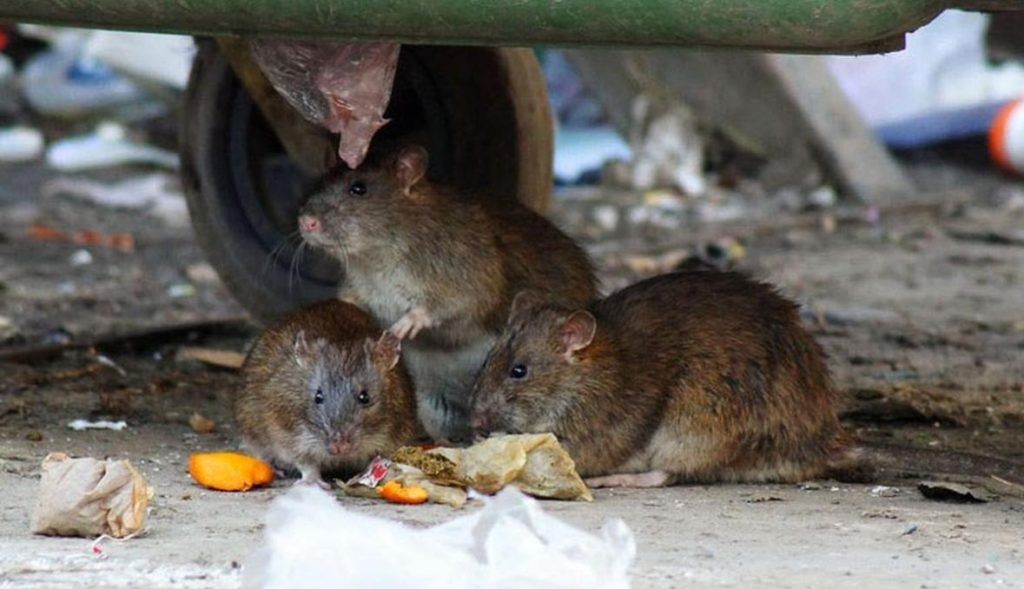 Травить грызунов крыс и мышей в Краснодаре
