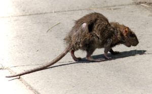 Фирма по уничтожению грызунов, крыс и мышей в Краснодаре