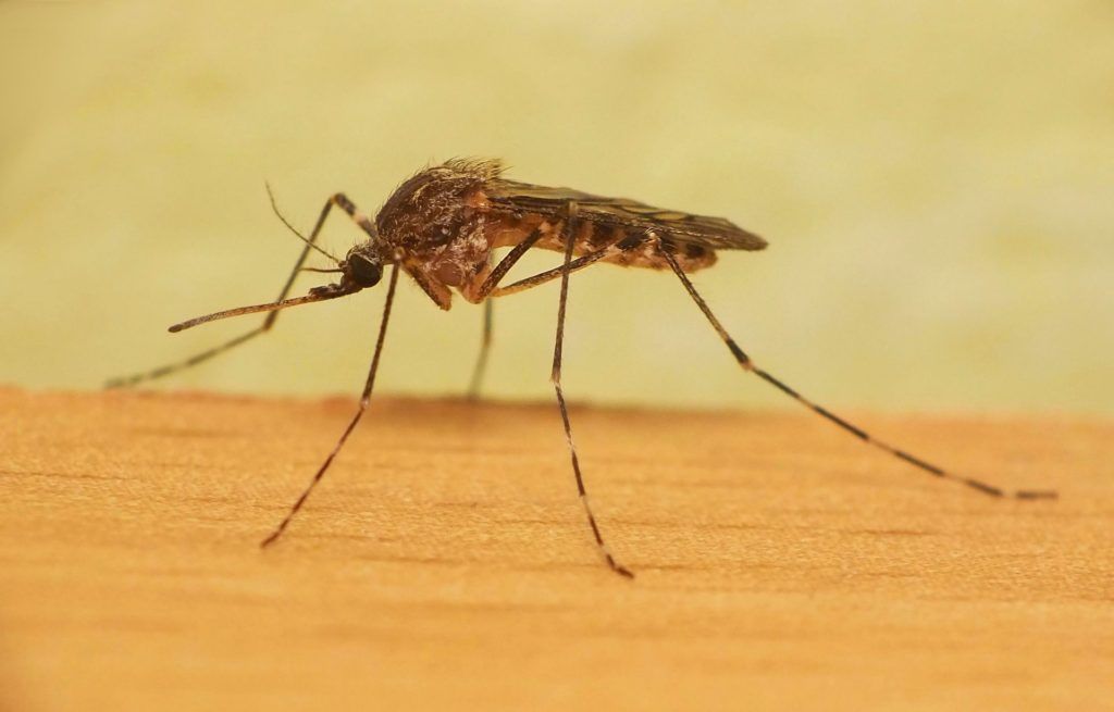 Уничтожение комаров в Краснодаре