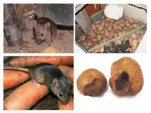 Служба по уничтожению грызунов, крыс и мышей в Краснодаре