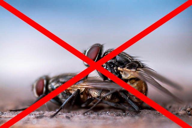 Профессиональное уничтожение мух в Краснодаре с гарантией