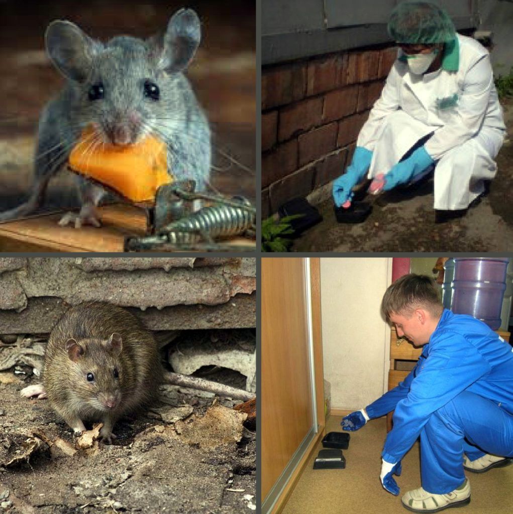 Дезинфекция от грызунов, крыс и мышей в Краснодаре