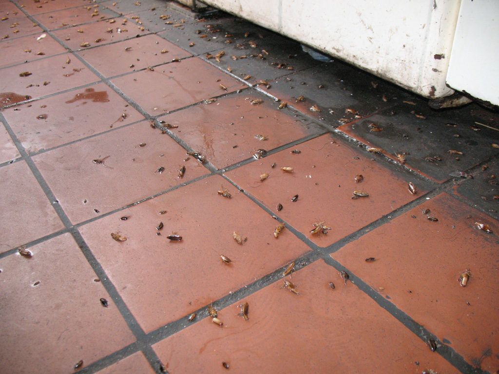 Уничтожение тараканов в квартире в Краснодаре 