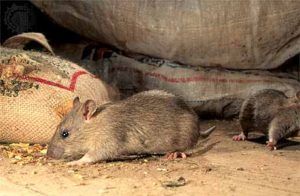 Дератизация от грызунов от крыс и мышей в Краснодаре