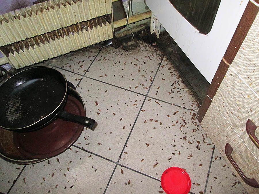 Санэпидемстанция от тараканов в Краснодаре, вызвать, цены